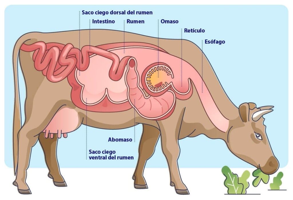 La nueva vaca